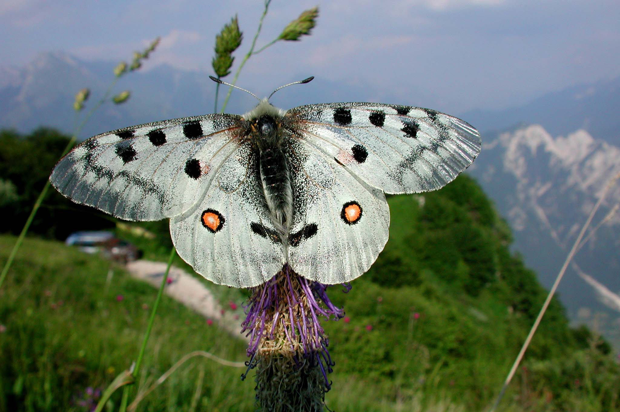 Autore: Parnassius Apollo