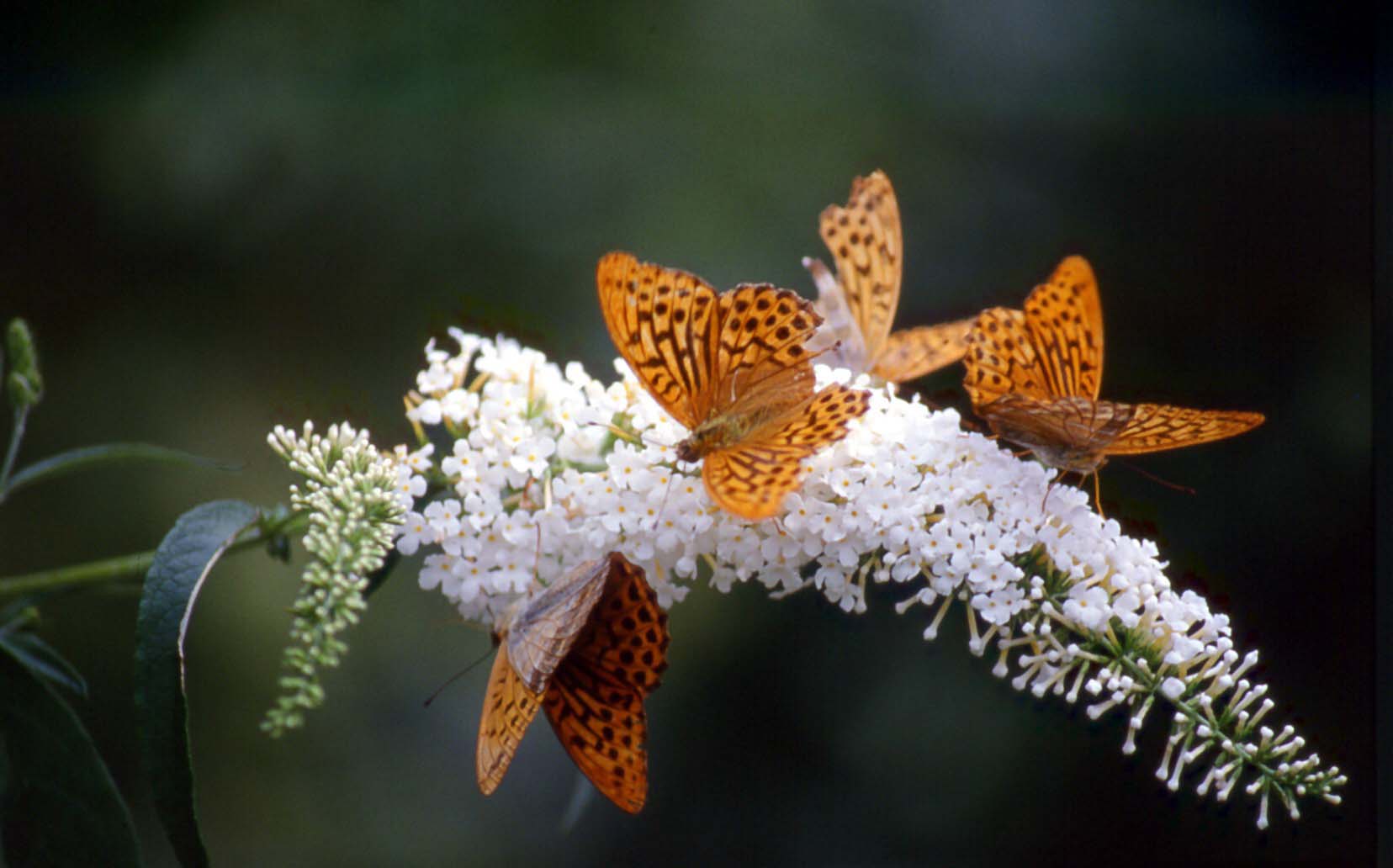 PAFIE SU PIANTA DI BUDDLEIA