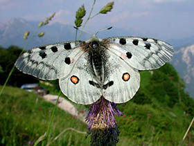 Parnassius Apollo